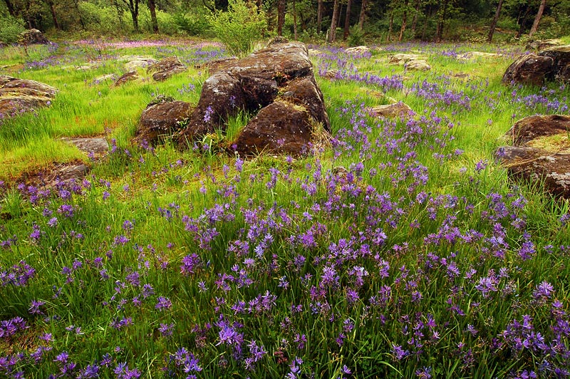 Camas at Camassia Natural Area