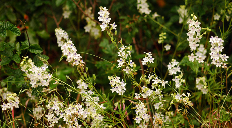 White Rock Larkspur