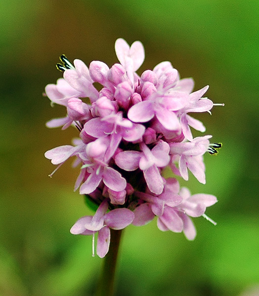 Rosy Plectritis at Camassia Natural Area