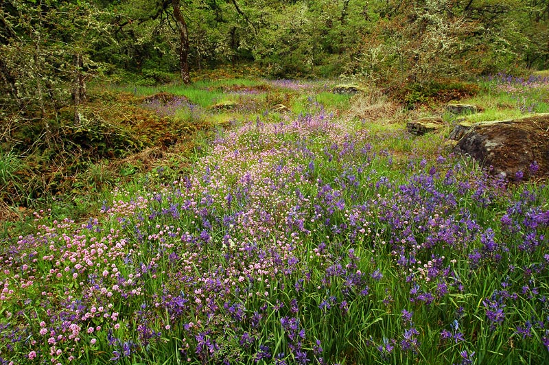 Rosy Plectritis and Camas at Camassia Natural Area