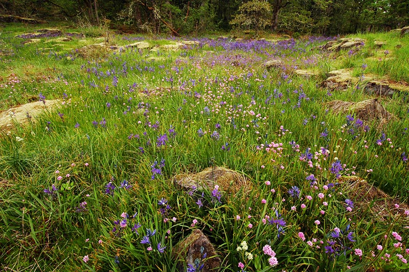 Wildflower meadow at Camassia Natural Area