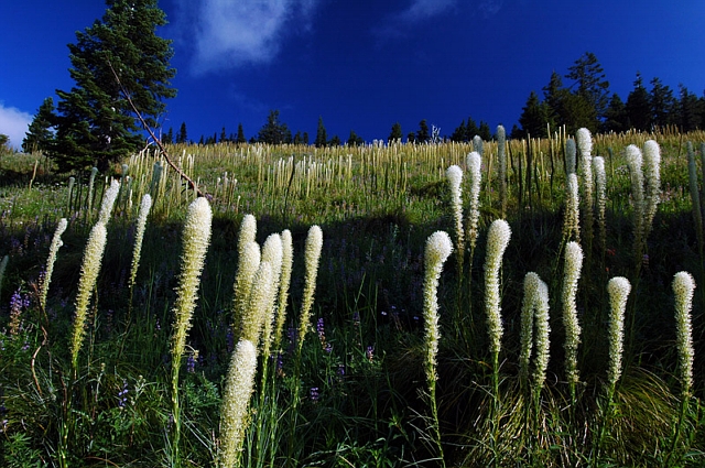 Crescent Mountain beargrass meadow