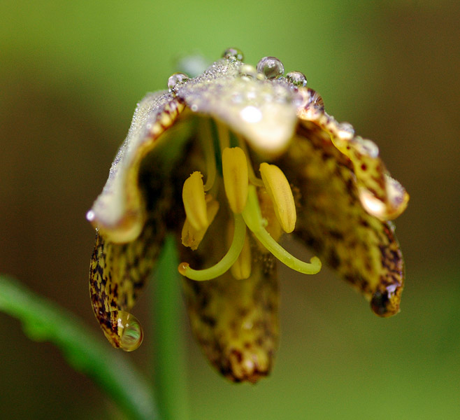 Chocolate Lily along Eagle Creek Trail
