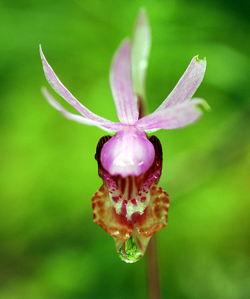 Fairy Slipper along Eagle Creek Trail