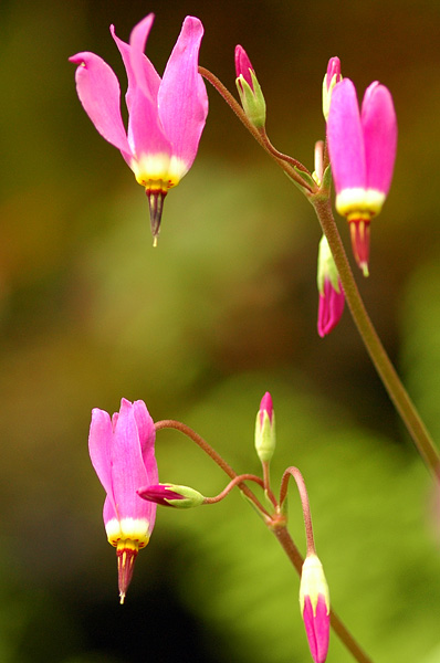 Shooting Stars along Eagle Creek Trail