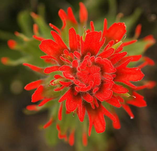 Harsh Paintbrush at The Dalles Mountain