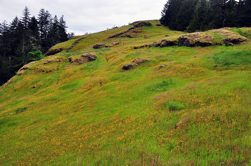Monkeyflower meadow at Horse Rock Ridge