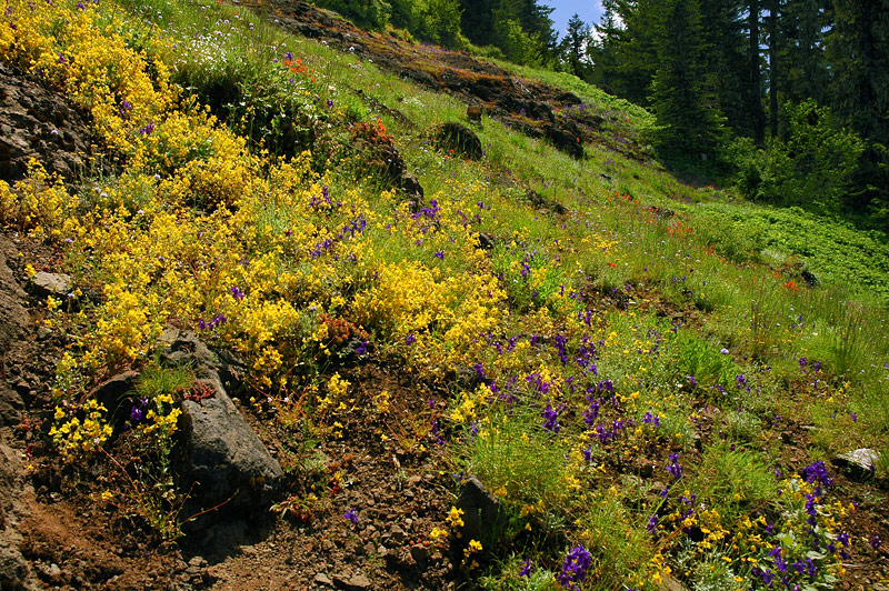Hillside wildflowers at Iron Mountain