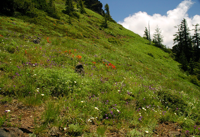 Hillside wildflowers at Iron Mountain