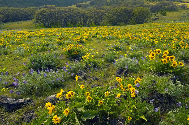 Lupine and Balsamroot at The Dalles Mountain