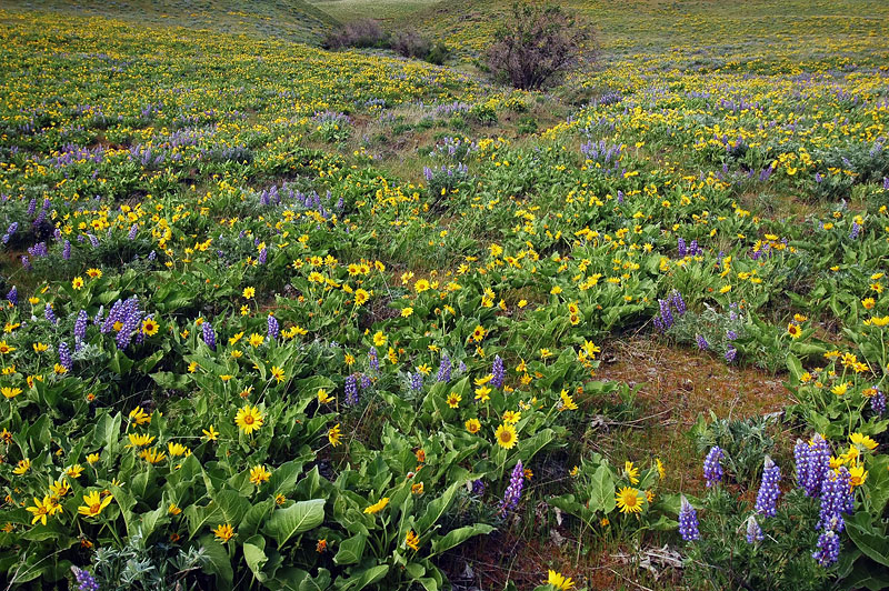 Lupine and Balsamroot at The Dalles Mountain
