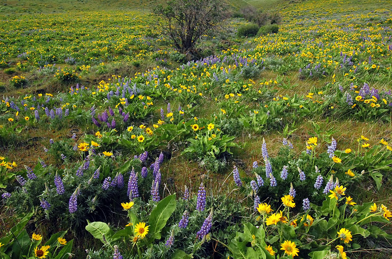 Lupine and Balsamroot at The Dalles Mountain