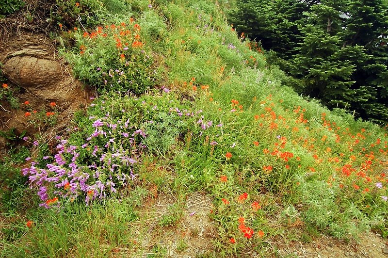 Penstemon and Paintbrush at Mary