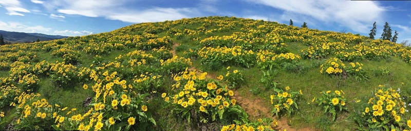 Balsamroot on Chatfield Hill