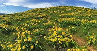 Memaloose Hills Thumbnail