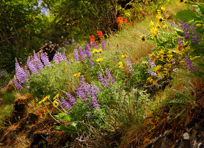 Wildflowers at Memaloose Hills