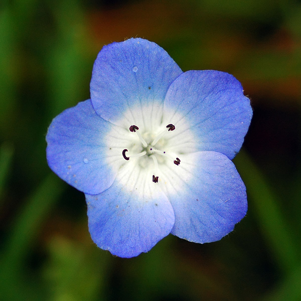 Baby Blue Eyes, Mount Pisgah