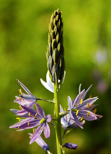 Camas at Mount Pisgah Arboretum