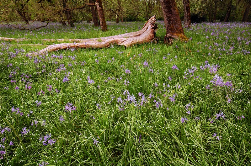 Camas Meadow at Mount Pisgah Arboretum