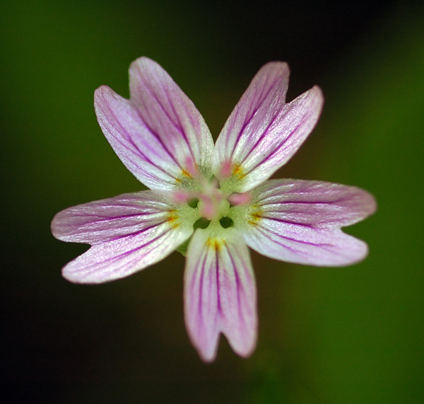 Candyflower at Mount Pisgah