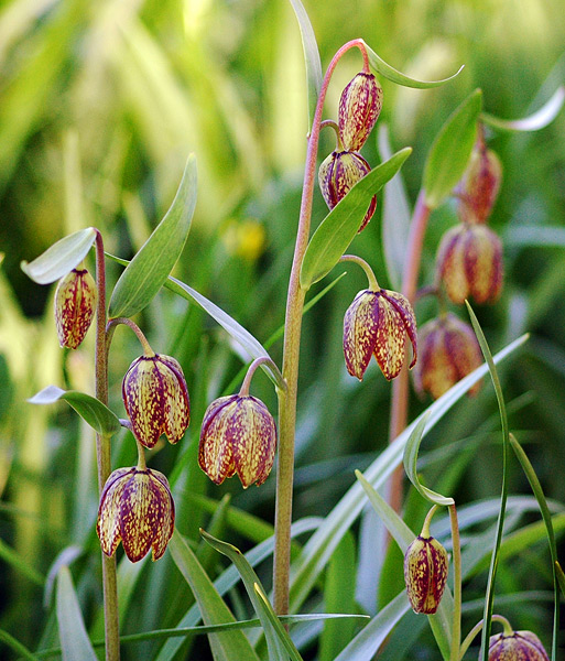 Chocolate Lilies, Mount Pisgah
