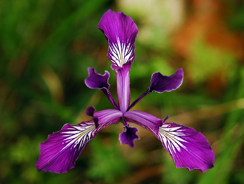 Oregon Iris at Mount Pisgah Arboretum