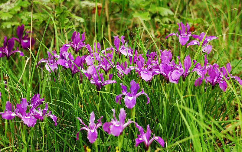 Oregon Iris along Mount Pisgah trail