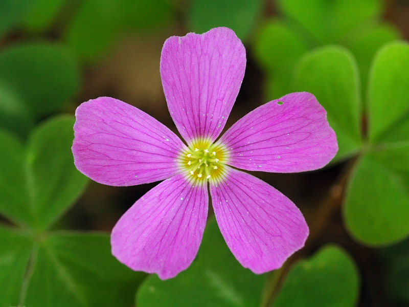 Pink Sorrel at Mount Pisgah Arboretum