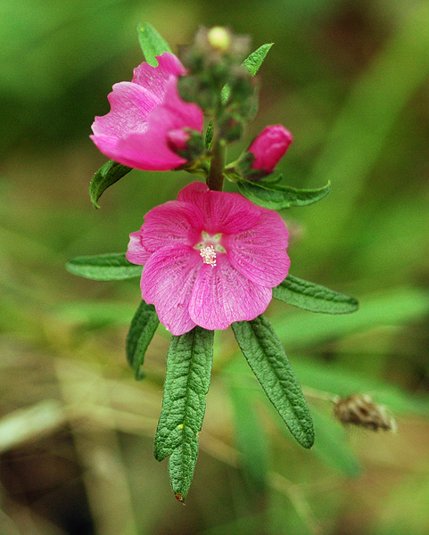 Rose Checker-Mallow at Mount Pisgah