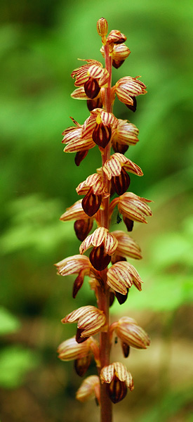 Striped Coral Root at Mount Pisgah Arboretum