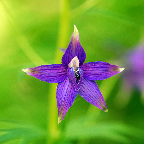Tall Larkspur at Mount Pisgah Arboretum