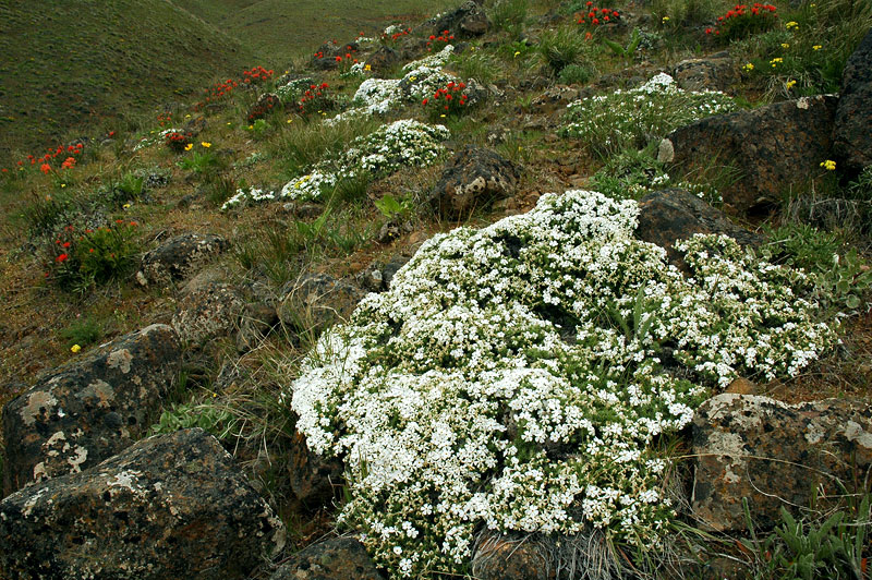 Phlox and Paintbrush at The Dalles Mountain