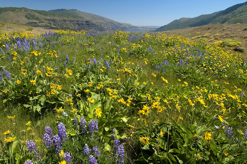 Eastern Gorge view from Rowena Plateau