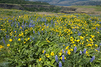 Rowena Plateau Thumbnail
