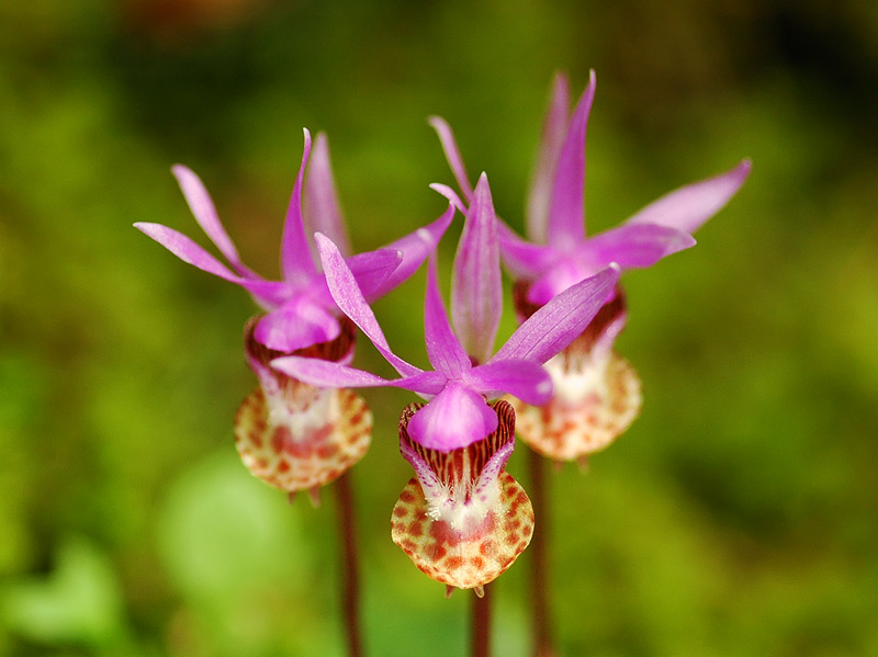 Triple Fairy Slippers along Ruckel Creek Trail
