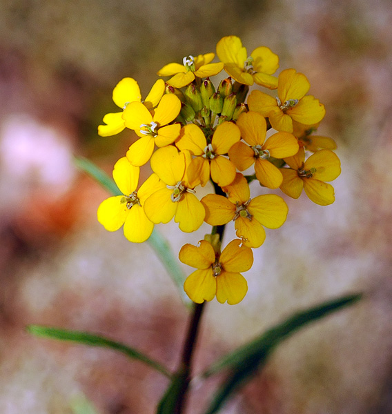 Rough Wallflower along Ruckel Creek Trail