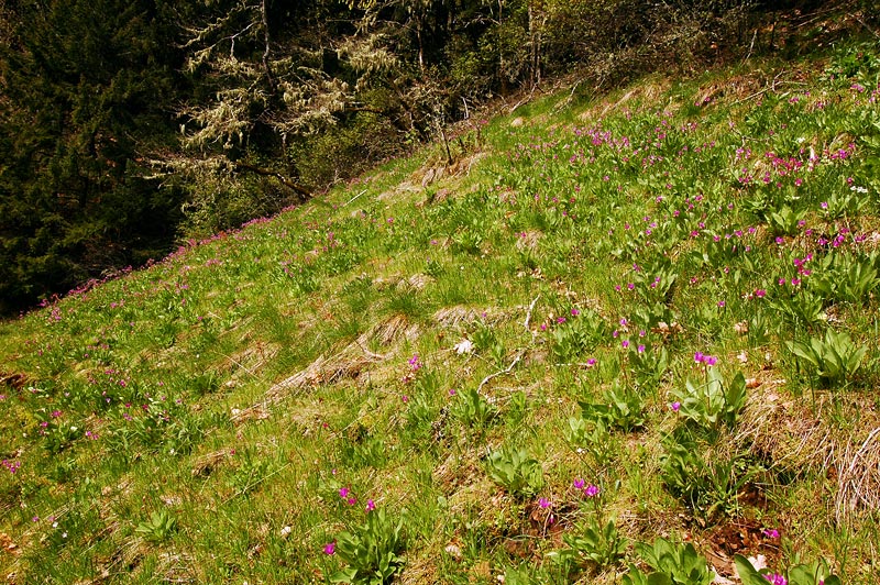 Shooting Star meadow along Ruckel Creek Trail