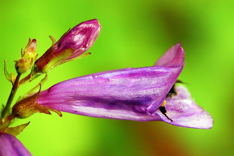 Penstemon pollinator on Tidbits Mountain trail