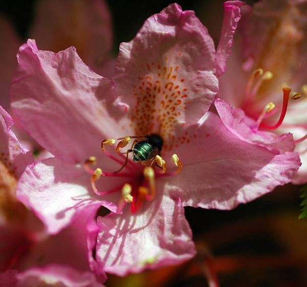 Rhododendron pollinator on Tidbits Mountain trail