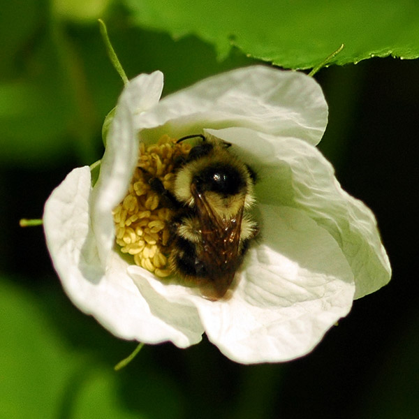 Thimbleberry pollinator on Tidbits Mountain trail