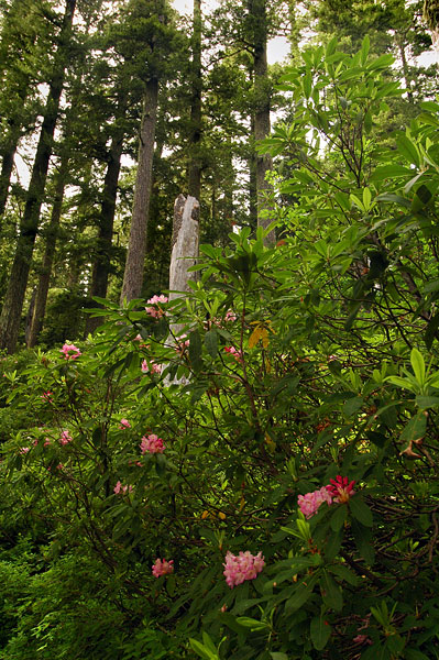 Tidbits Mountain trail, study #2