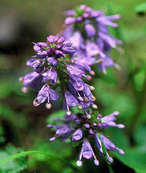 Columbia Kittentail at Wahclella Falls