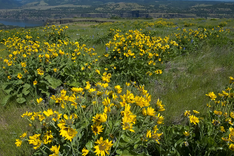 Balsamroot and Lupine at Rowena Plateau #3