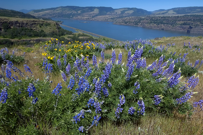 Balsamroot and Lupine at Rowena Plateau #4