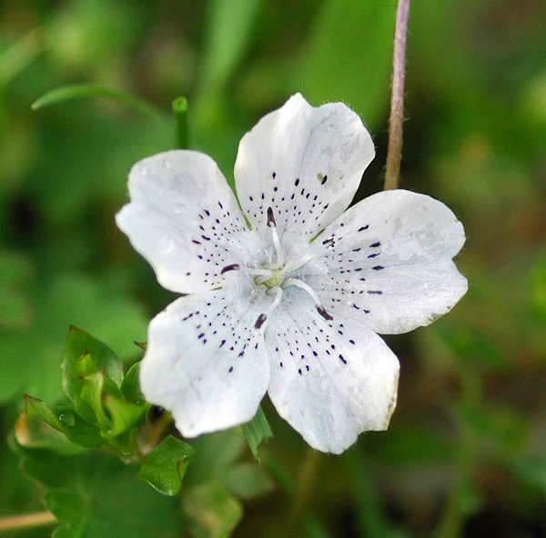 Large-Flowered Nemophila at Spencer Butte