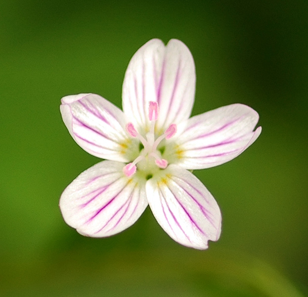 Spring Beauty at Tryon Creek