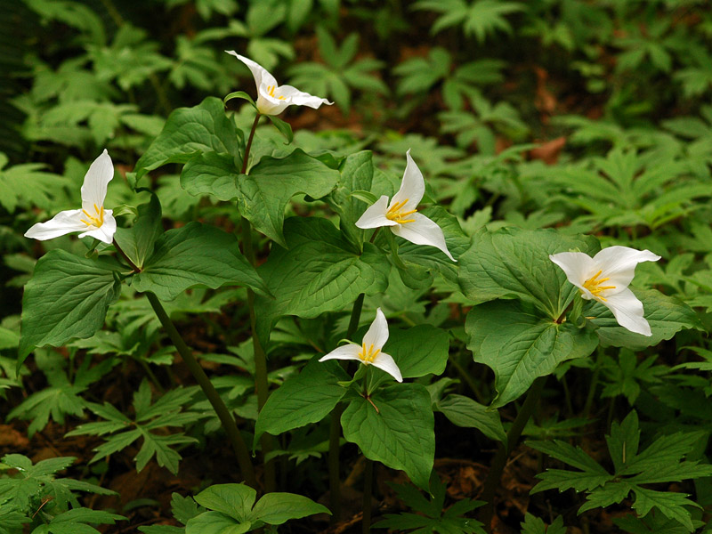 Western Trilliums at Tryon Creek